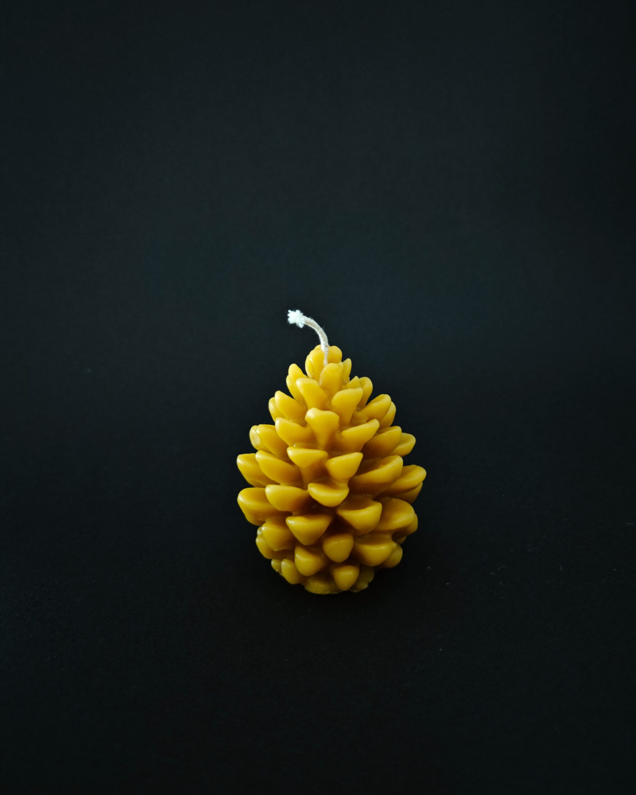 Žvakė konkorėžis Žvakė konkorėžis