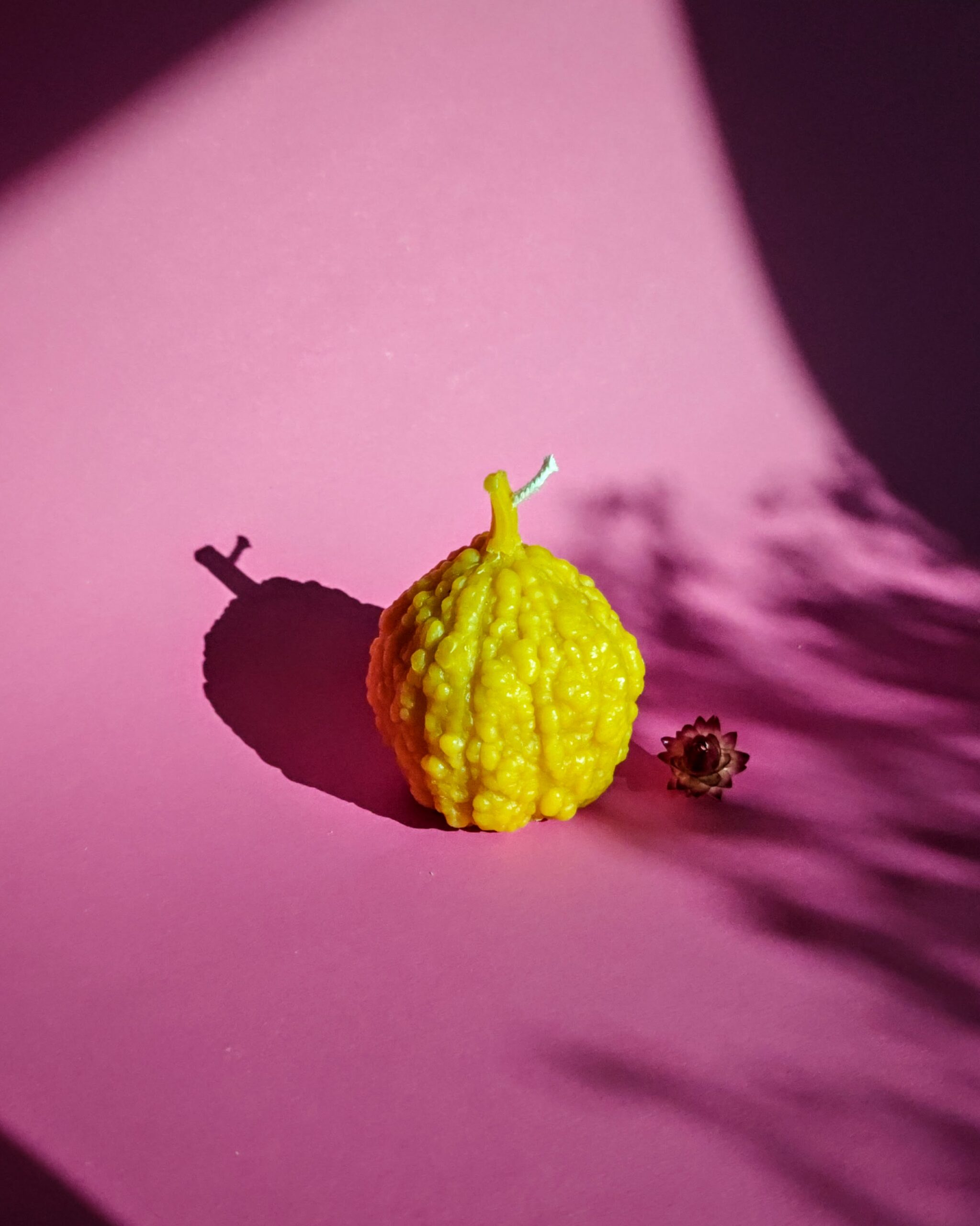 Žvakė moliūgas rupūžė