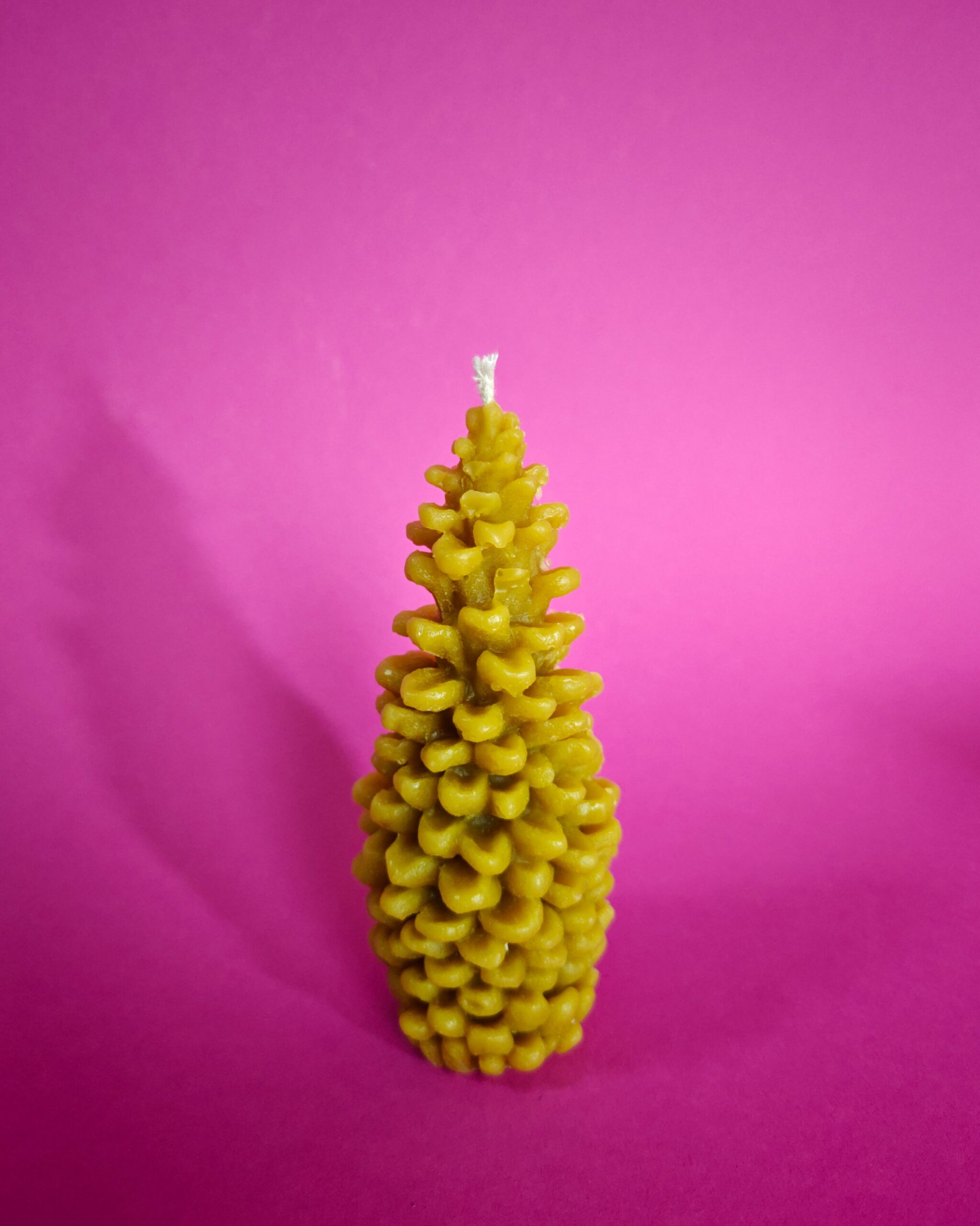 Žvakė konkorėžis 2